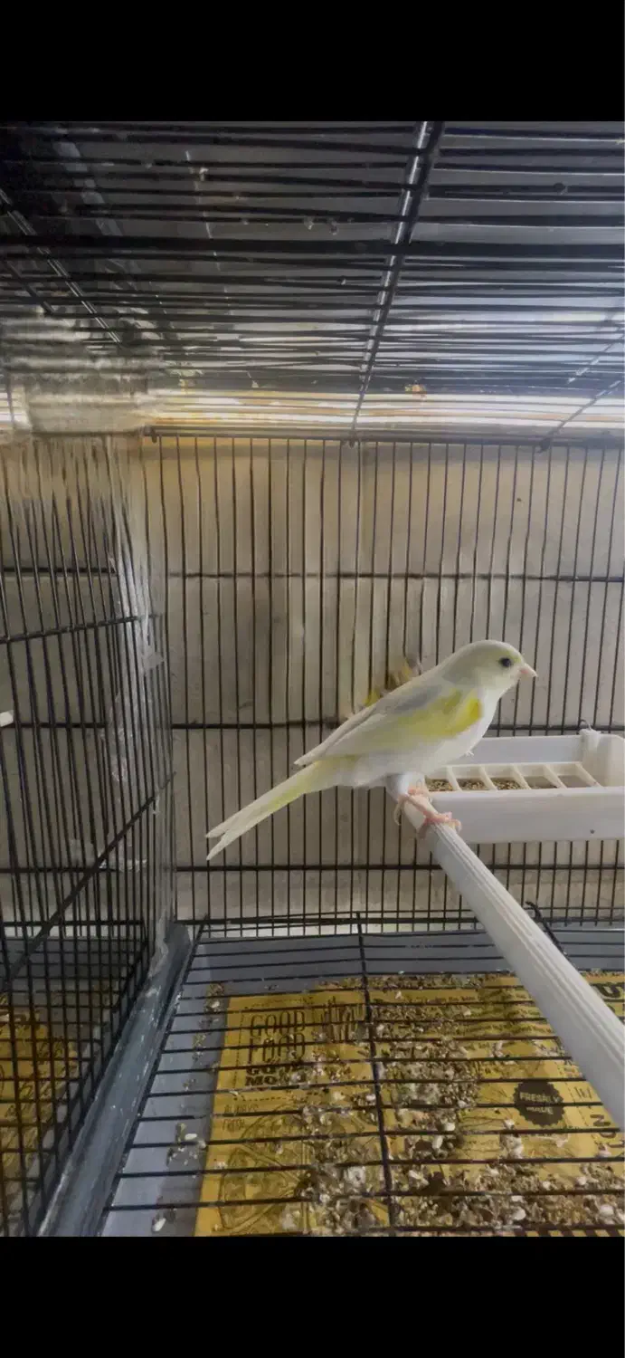 قناری جفت آماده|پرنده|قشم, |دیوار