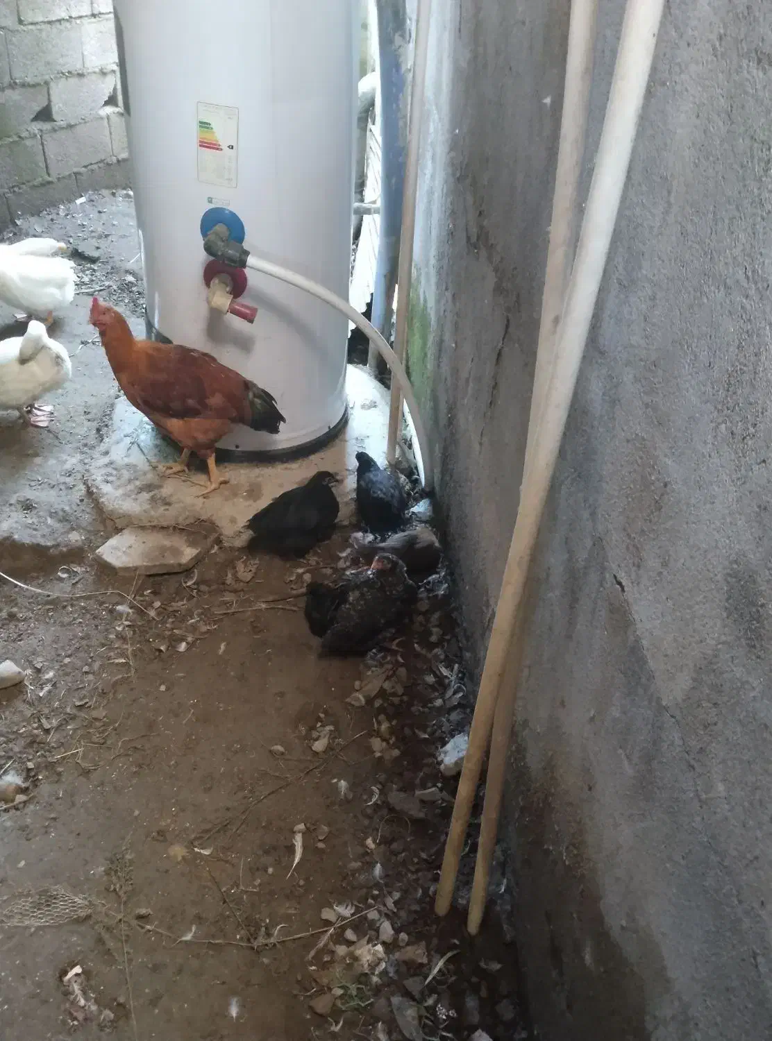 مرغ و خروس بزرگ و اردک|حیوانات مزرعه|آمل, |دیوار