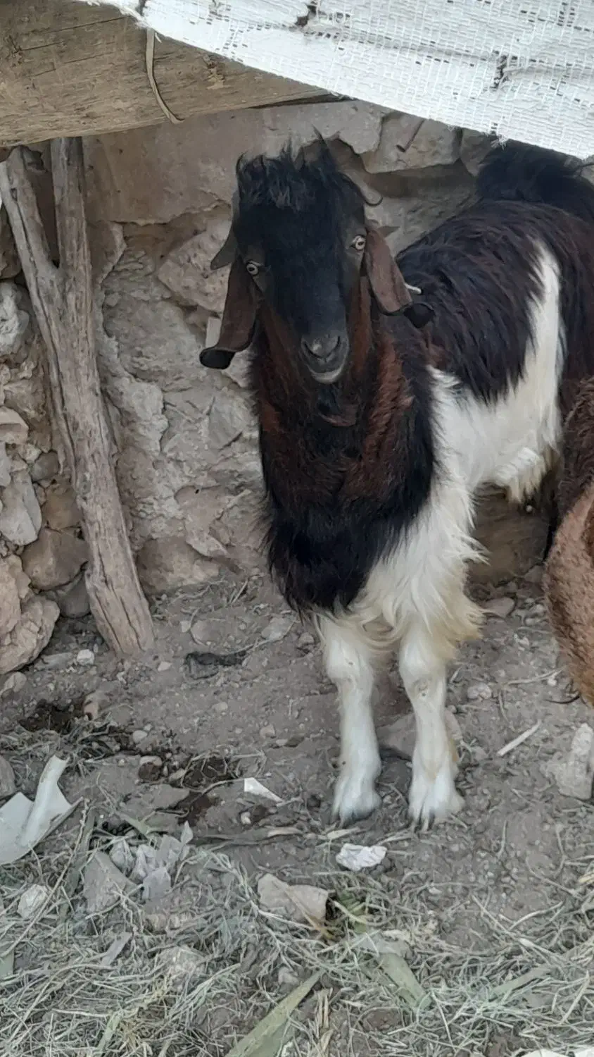 کهرهنربندیچاقکیلوی۳۳۰|حیوانات مزرعه|بوشکان, |دیوار