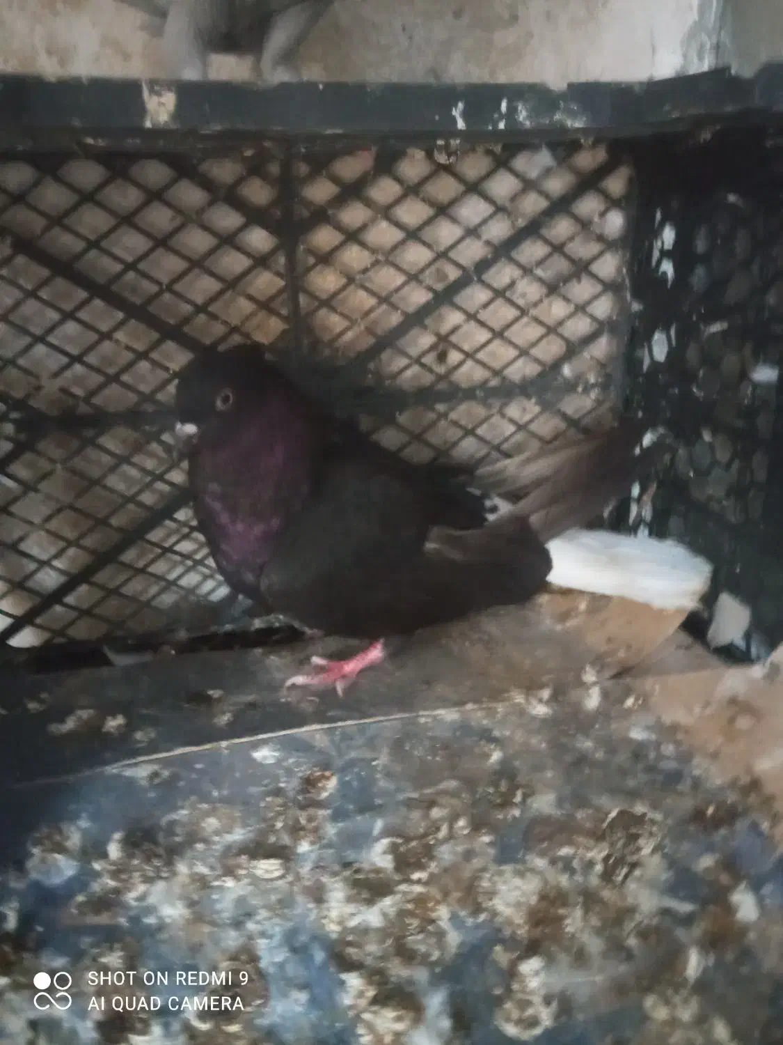 دم سفید ماده|پرنده|خورموج, |دیوار