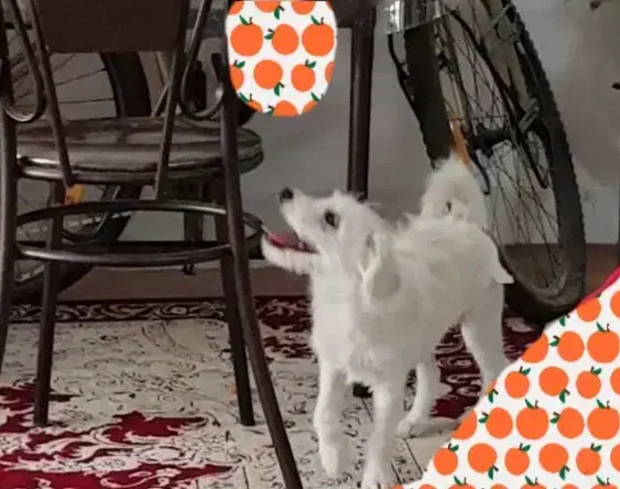 سگ شیتزو|سگ|قم, شهرک مهدیه (مدرس)|دیوار