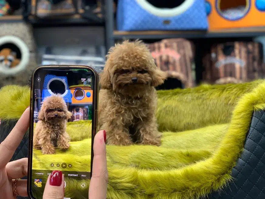 سگ پودل|سگ|تهران, دریاچه شهدای خلیج فارس|دیوار