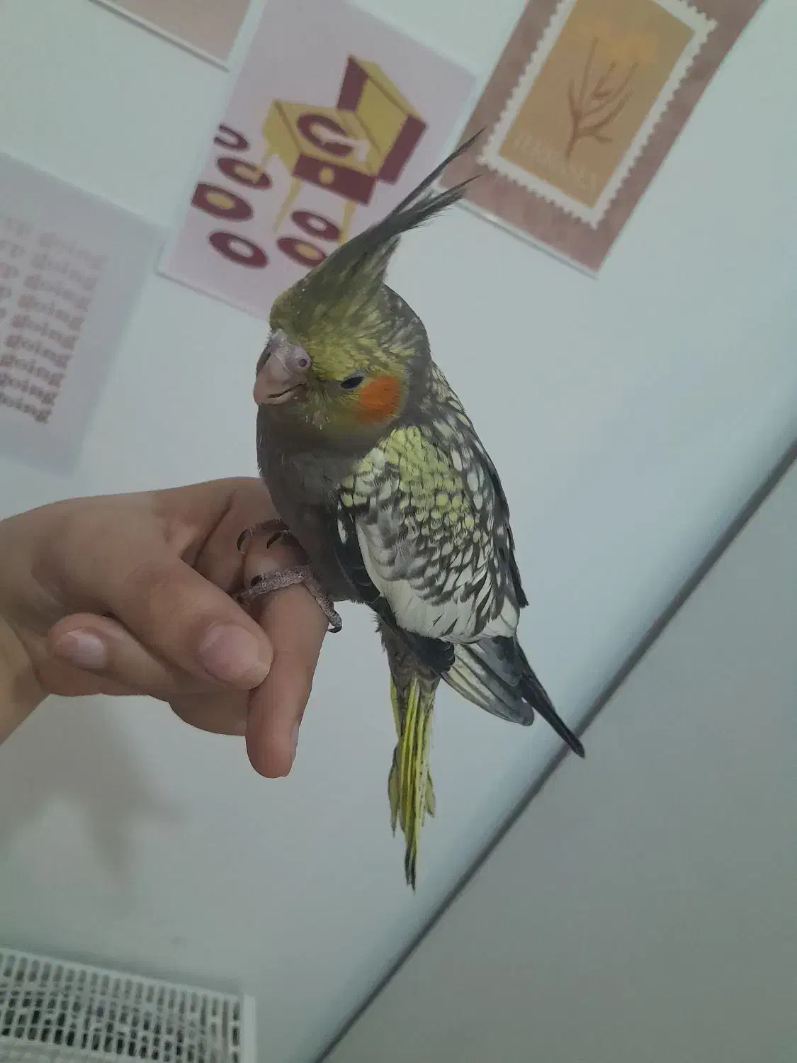 عروس هلندی۱ونیم ماهه نر سالم و شیطون|پرنده|شهریار, شهرک مصطفی خمینی|دیوار