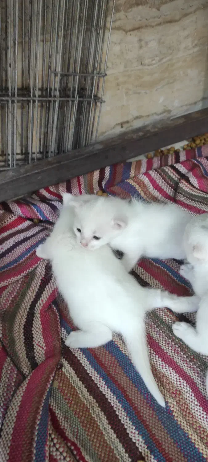 گربه اسکاتیش باتوله هاش|گربه|مشهد, شهید شهریاری|دیوار