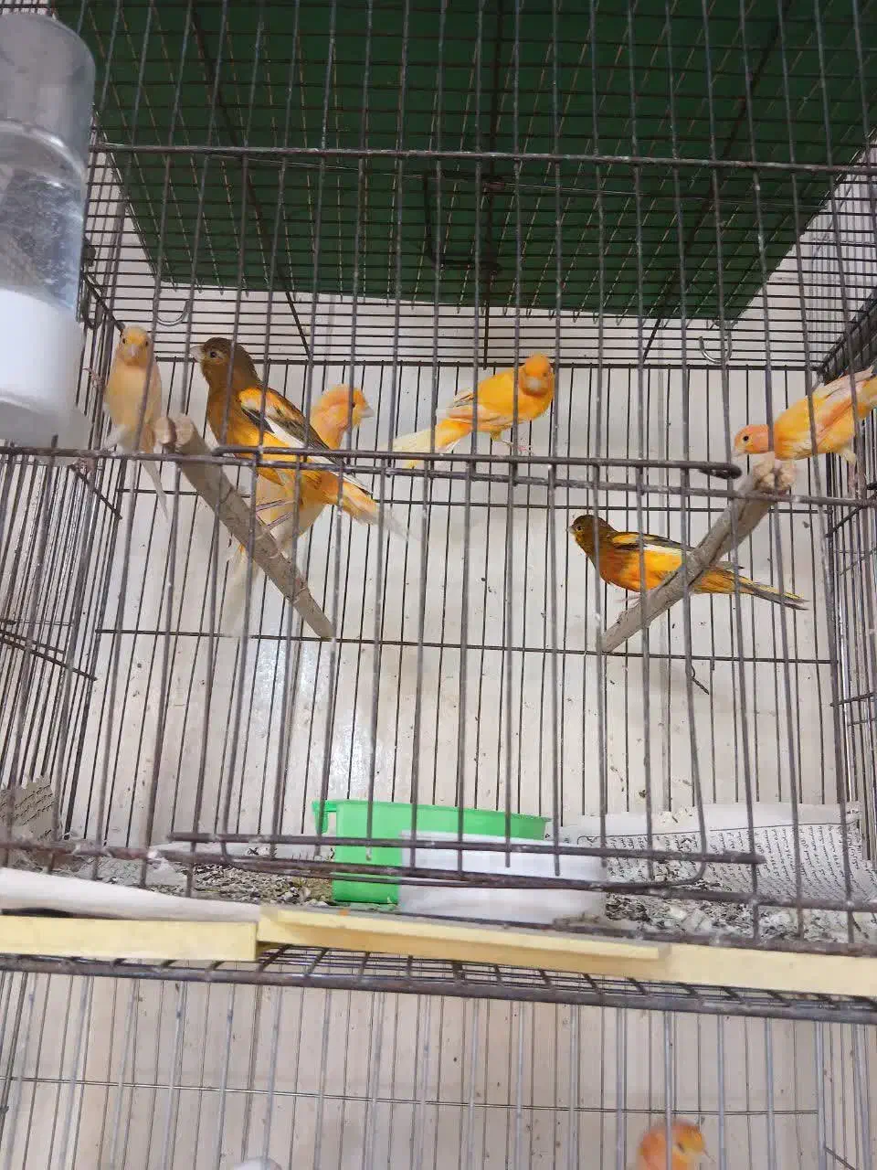 قناری سوپروموزاییگی|پرنده|قم, زند آباد|دیوار