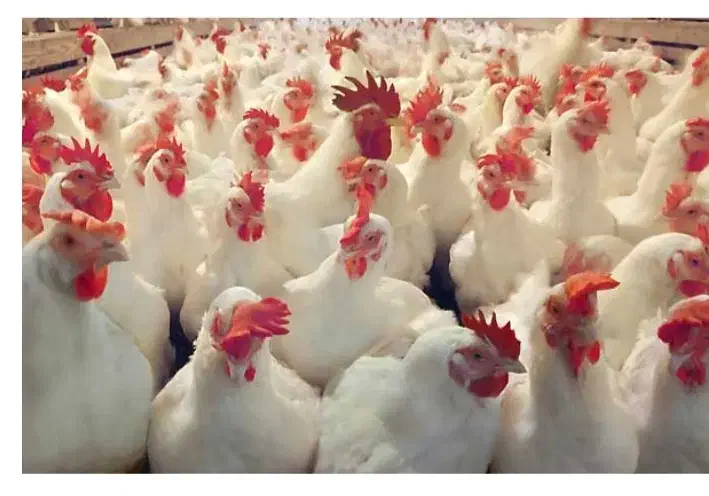 اجاره مرغداری گوشتی|اجارهٔ دفتر صنعتی، کشاورزی، تجاری|خمین, |دیوار