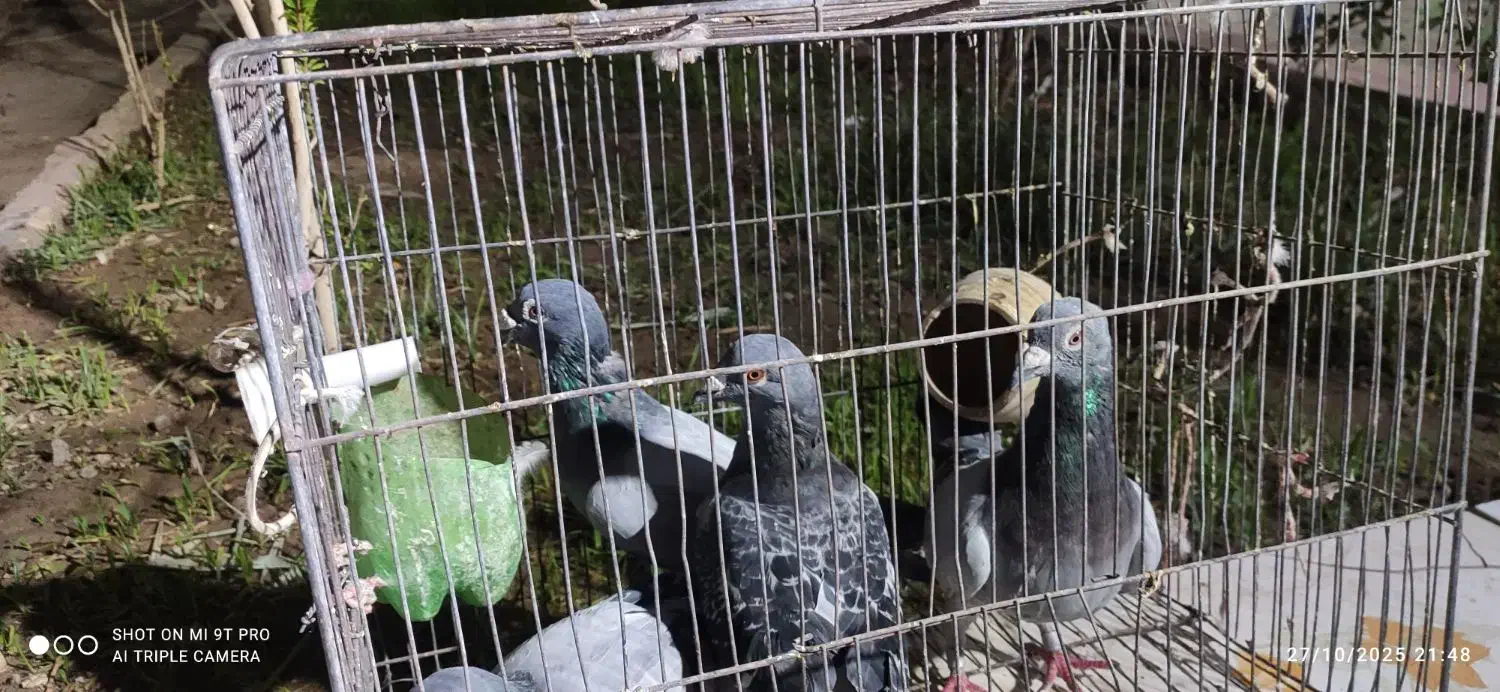 سه عدد نرسبز دوخط ویک ماده مگس|پرنده|زابل, |دیوار