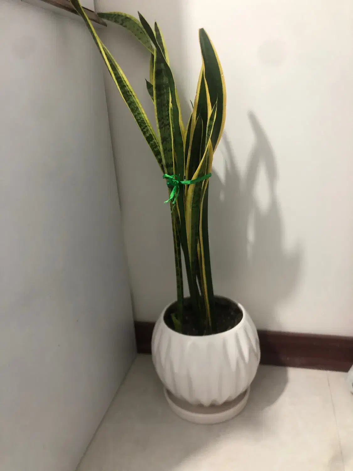 بوفه چوبی در حد نو کار خاص اصفهان و‌گل طبیعی|بوفه، ویترین، کنسول|تهران, صادقیه|دیوار