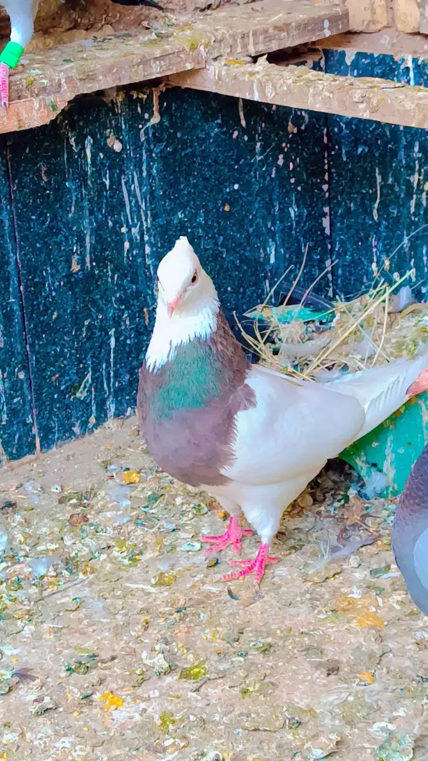 طوقی|پرنده|خرمشهر, |دیوار