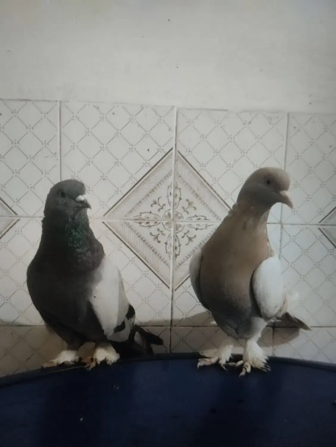 کبوتر ترکیه ایناق وتزمین|پرنده|گرمی, |دیوار