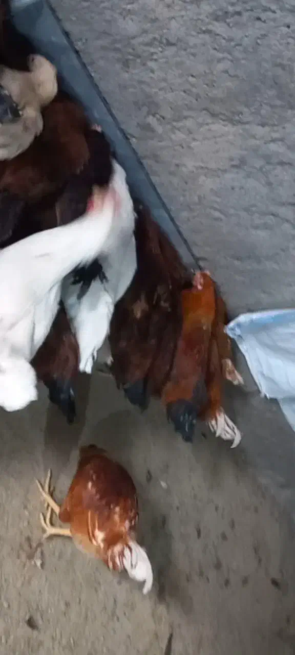 خروس جوان بومی|حیوانات مزرعه|مشهد, جاهد شهر|دیوار