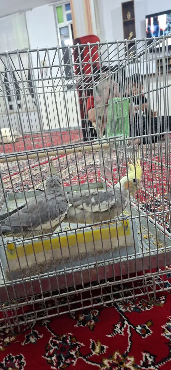 فروش یک جفت عروس هلندی جوان و سرحال|پرنده|خزل, |دیوار