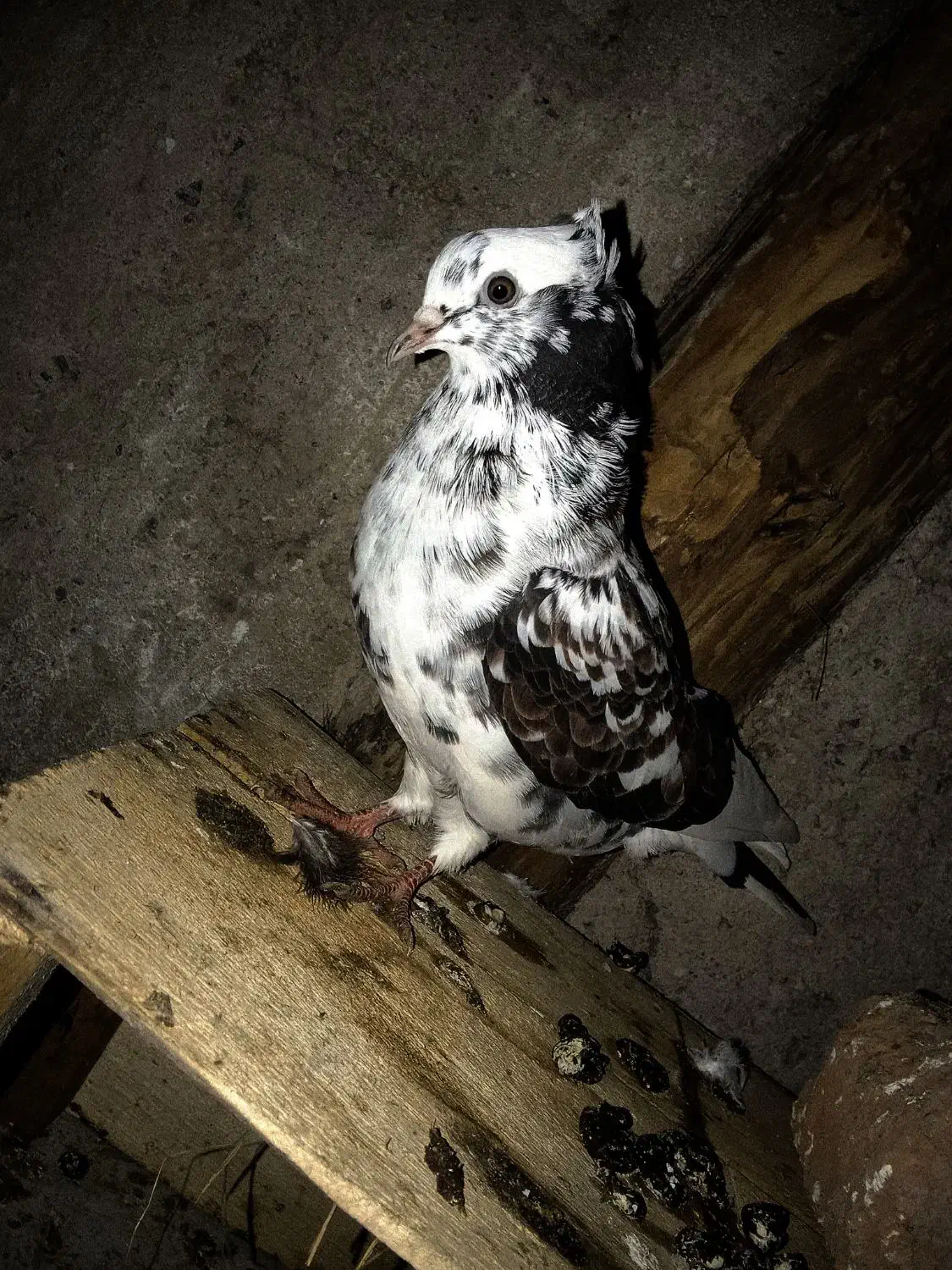 کبوتر پرشی|پرنده|رشت, توشیبا|دیوار