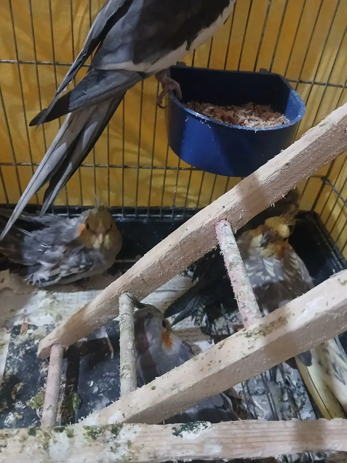 عروس هلندی|پرنده|کوچصفهان, |دیوار