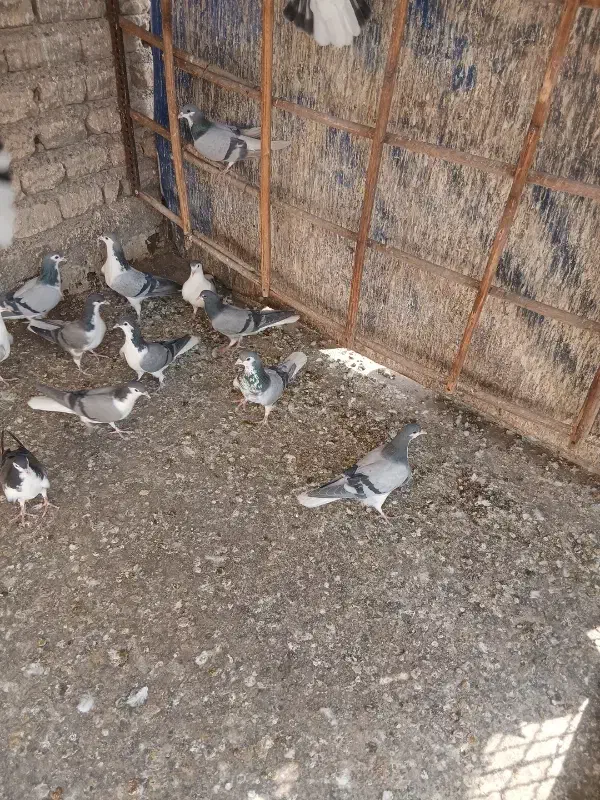 تهرانی|پرنده|اصفهان, سرتاوه|دیوار