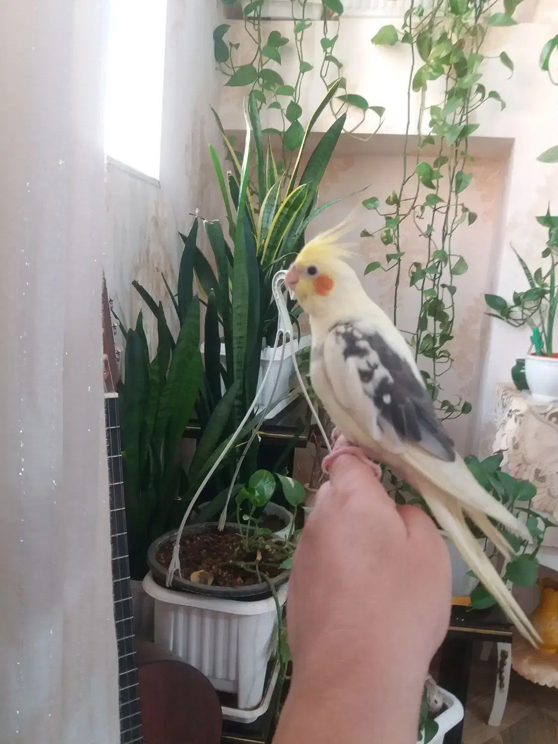 گمشده عروس هلندی|حیوانات|پاکدشت, پاکدشت (مامازند)|دیوار