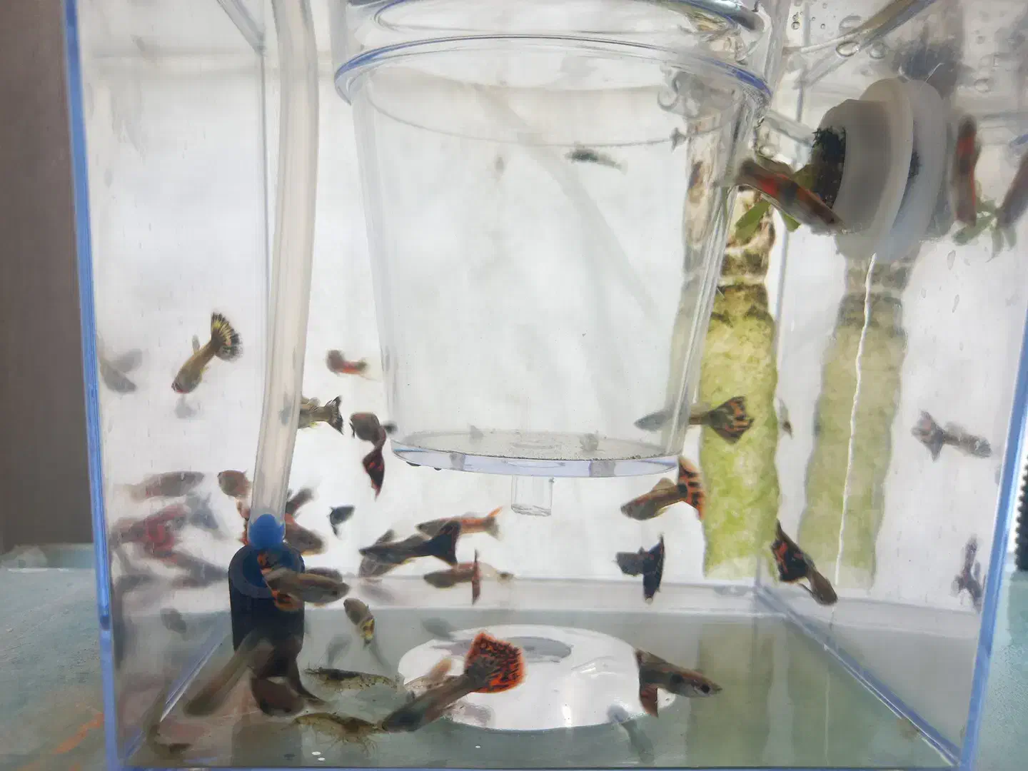 ماهی گوپی نر|ماهی|بناب, |دیوار