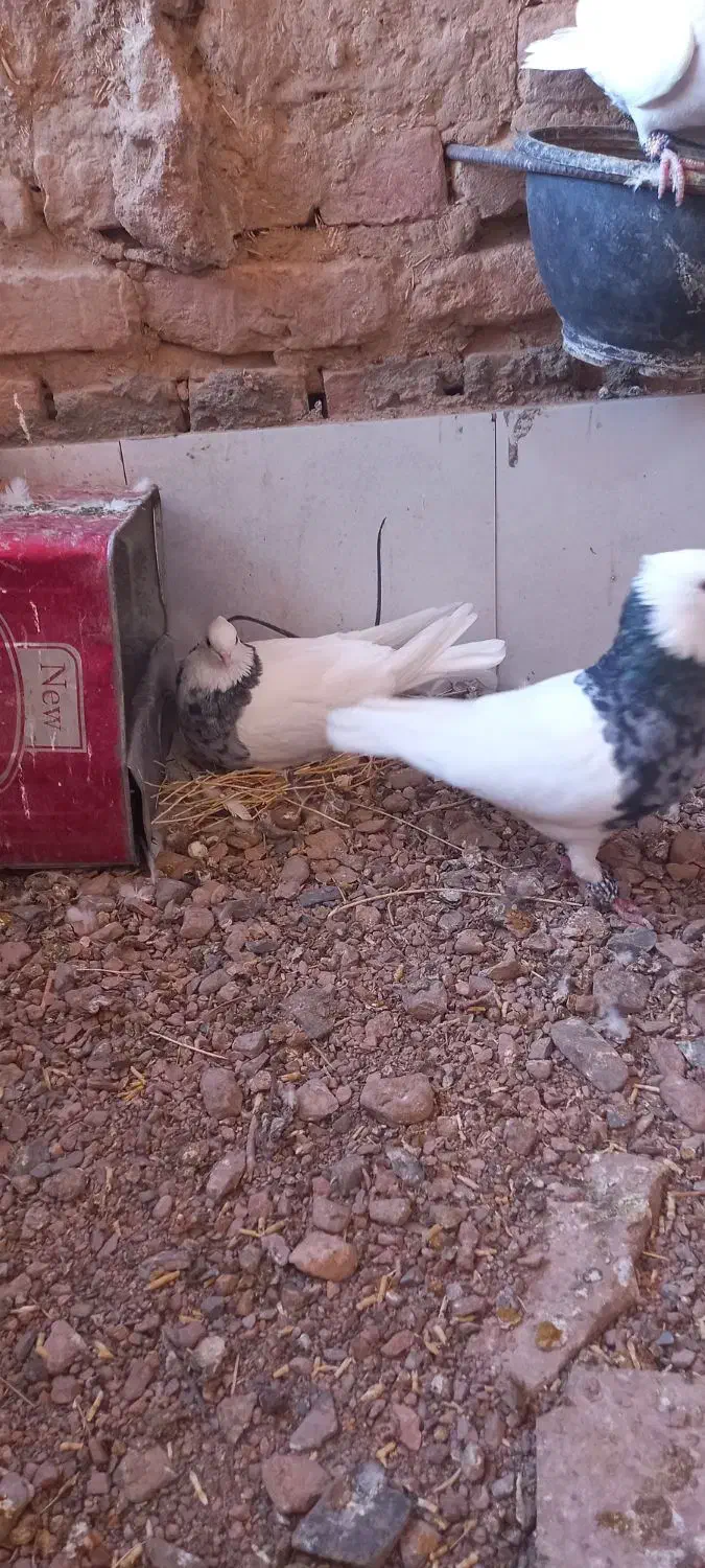 طوق|پرنده|گناباد, |دیوار