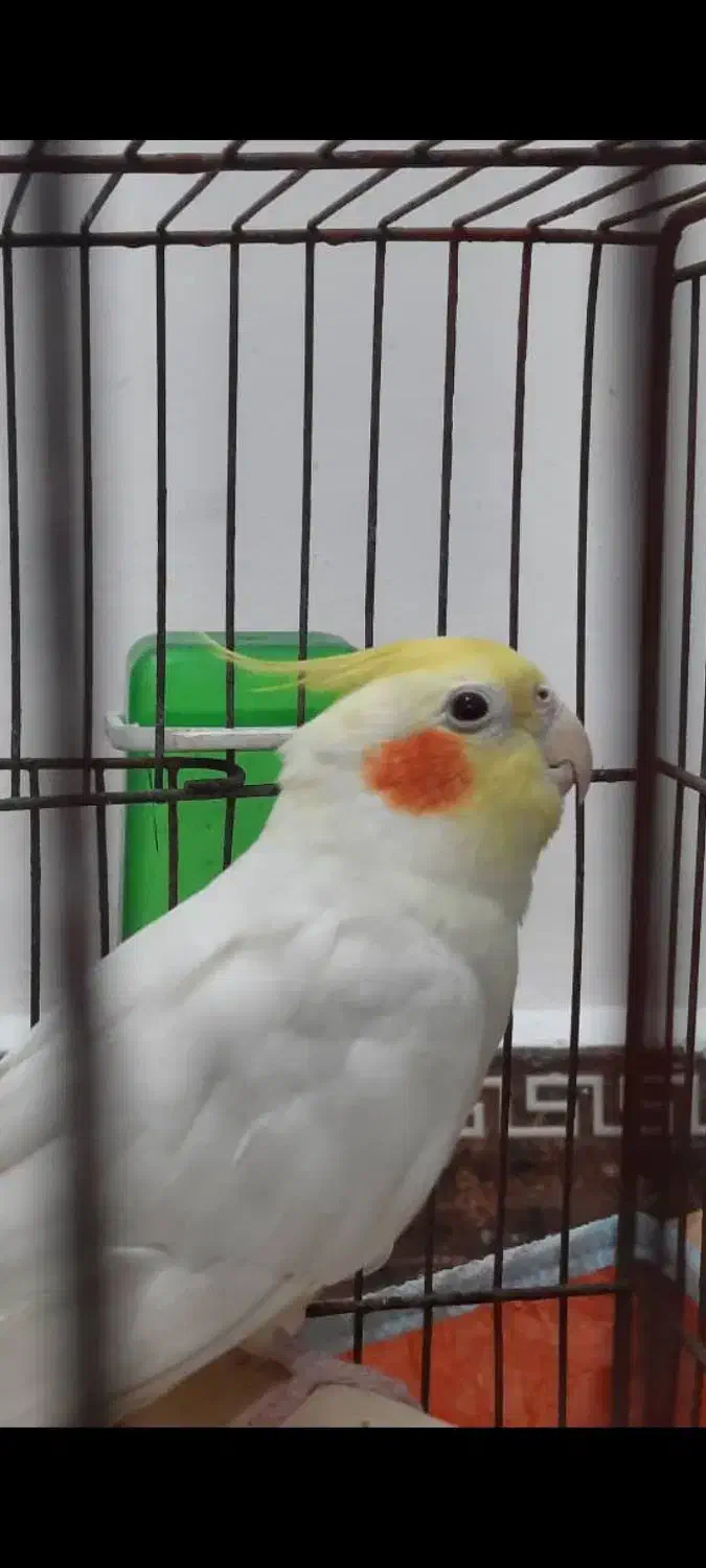 عروس هلندی سخنگو|پرنده|خرمشهر, |دیوار