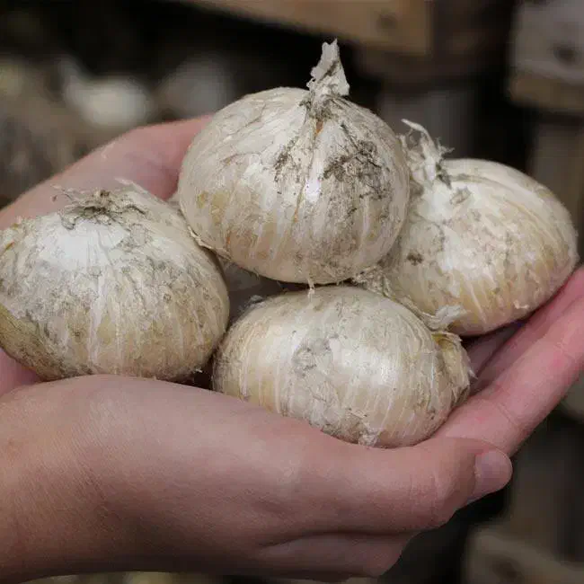 موسیر درجه یک فریدونشهر|خوردنی و آشامیدنی|فریدونشهر, |دیوار