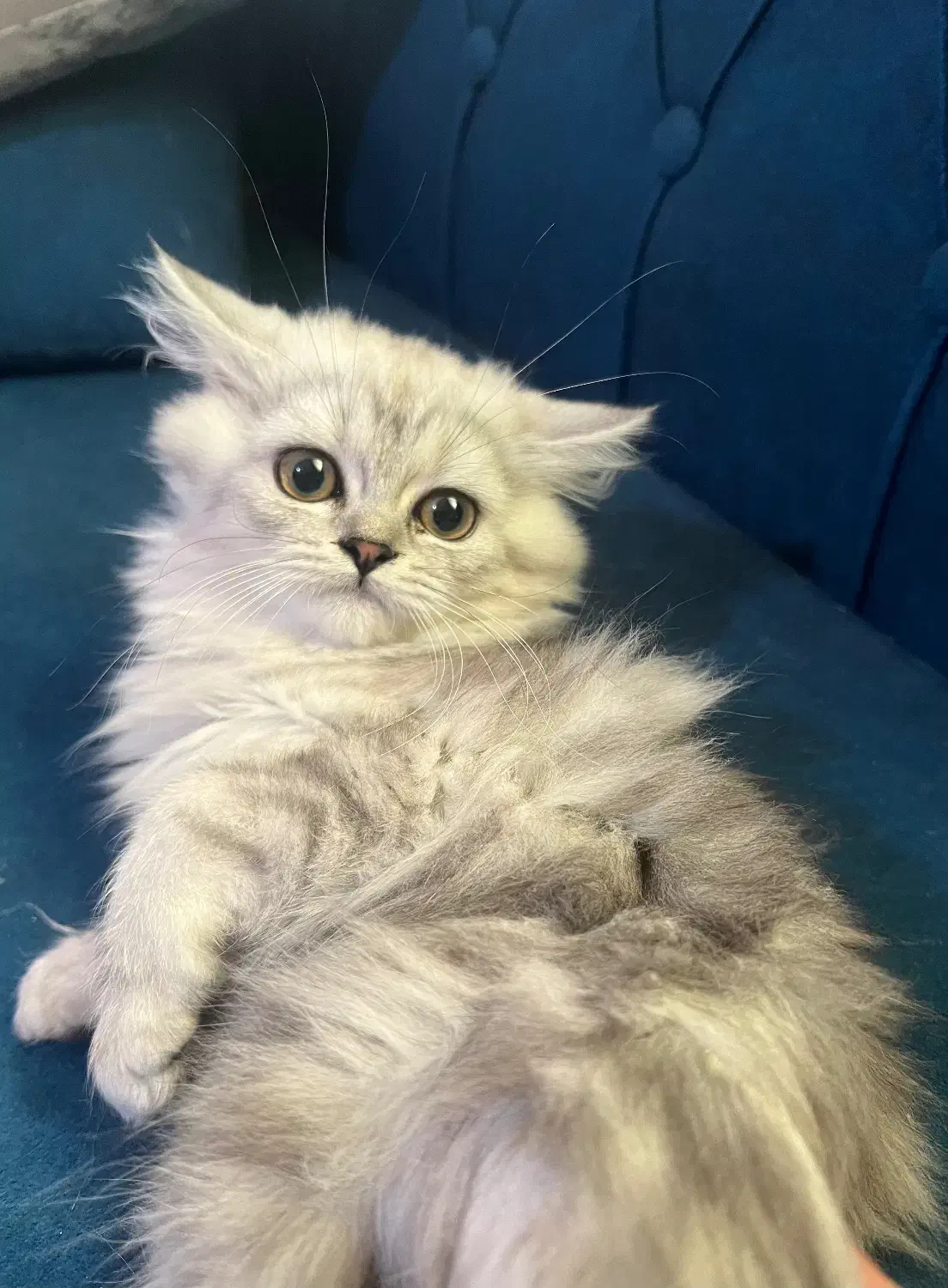 گربه ماده نژاد قوی پرشین چین چیلا|گربه|بندرعباس, |دیوار