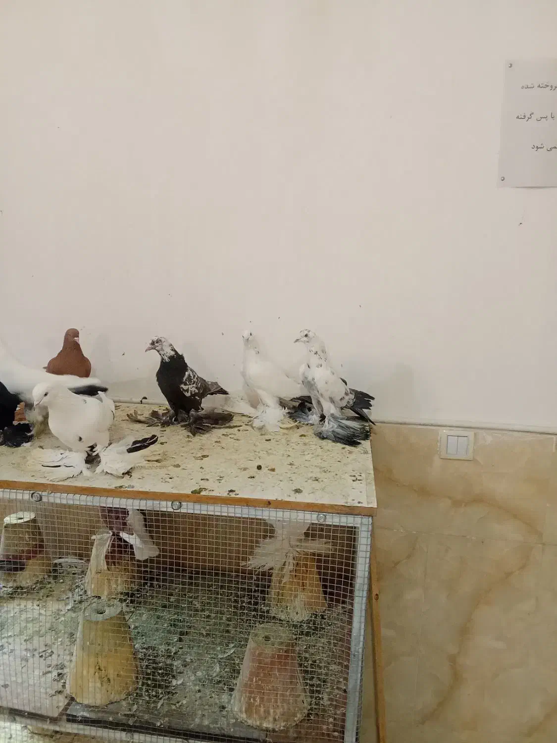 کبوتر|پرنده|باسمنج, |دیوار