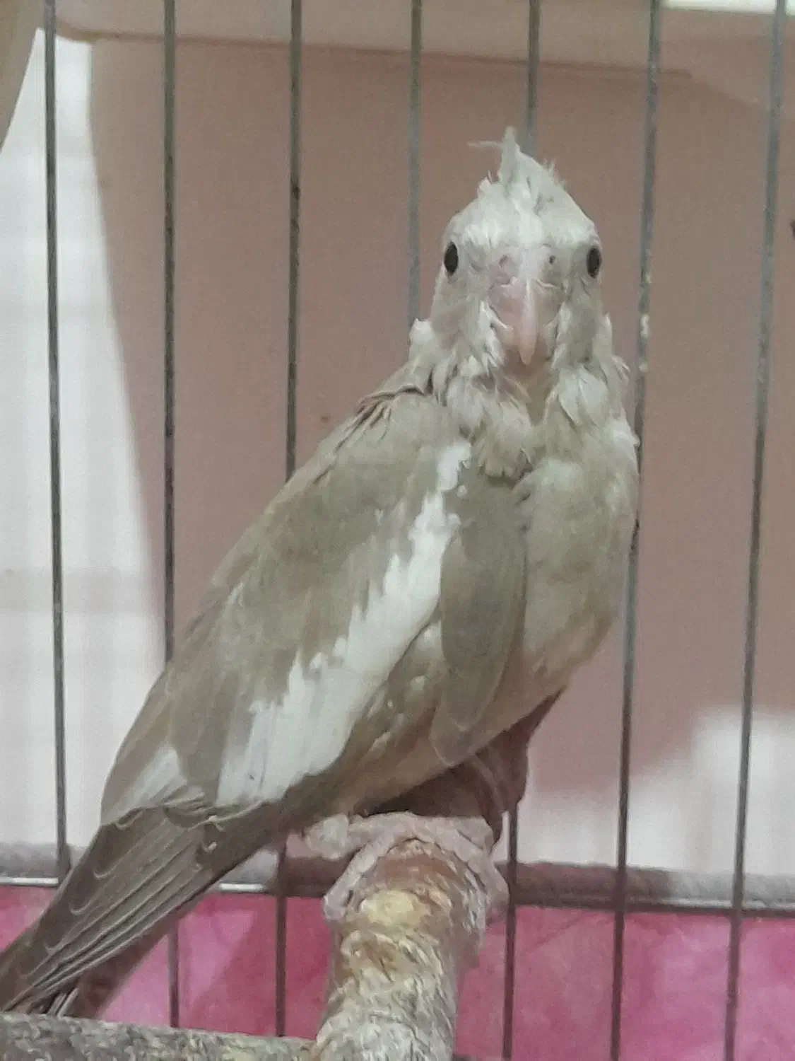 جوجه‌عروس آلبینوونسکافه‌ای(معاوضه)|پرنده|کامیاران, |دیوار