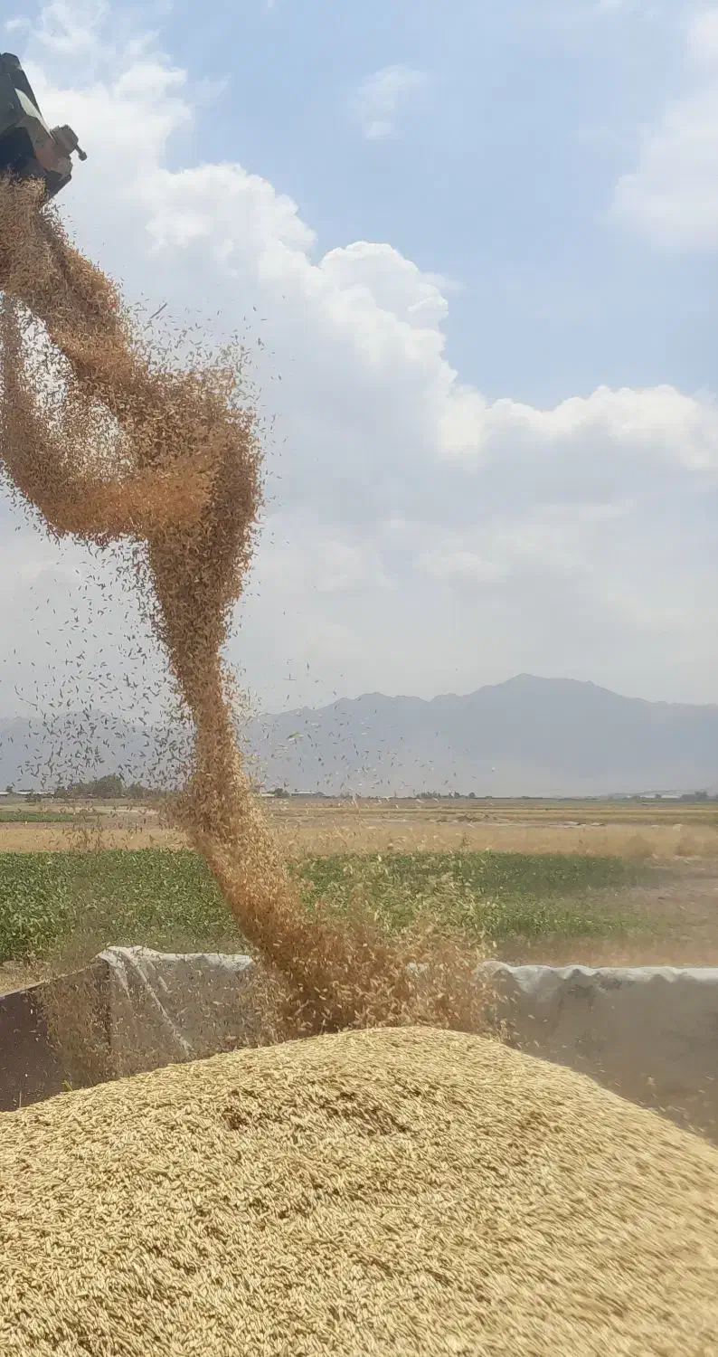 جو آبی تمیز برداشت امسال|خدمات باغبانی و درختکاری|شهرکرد, |دیوار