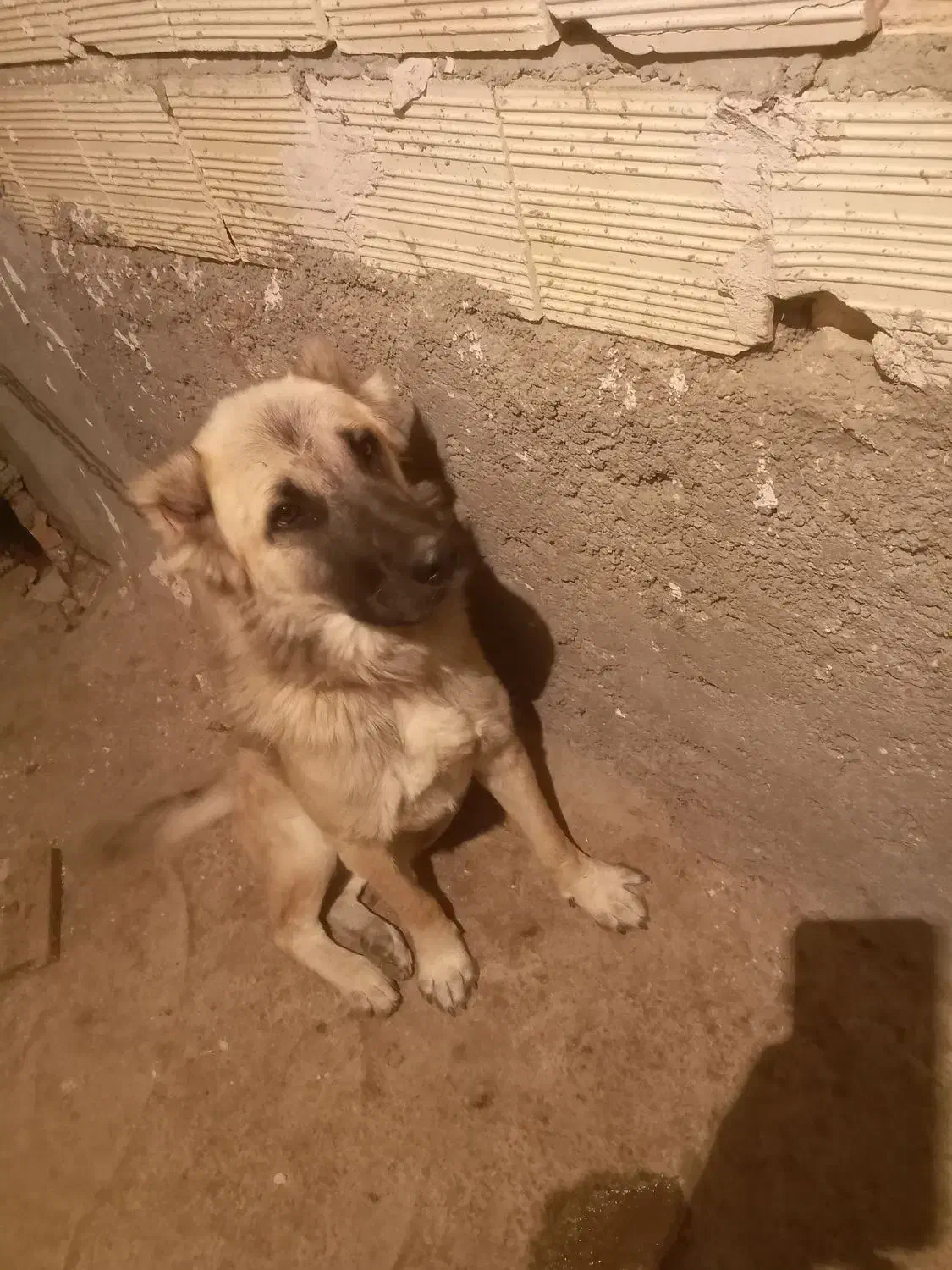 سگ نگهبان|سگ|اسکو, |دیوار