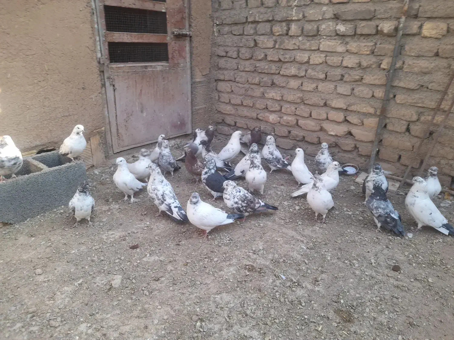 کفتر پرشی|پرنده|مبارکه, |دیوار