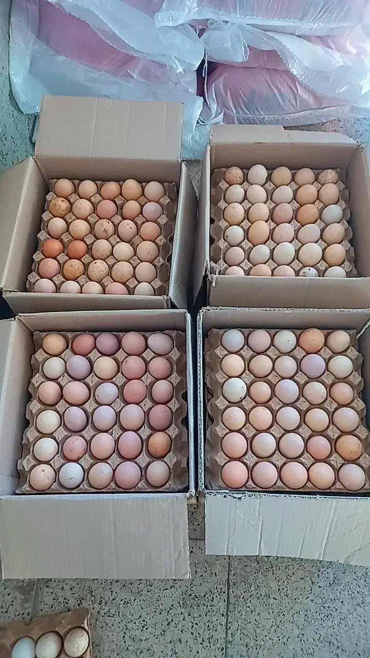 فروش تخم نطفه دار مرغ محلی، جوجه غاز ، اردک روسی|حیوانات مزرعه|شیراز, کاراندیش|دیوار