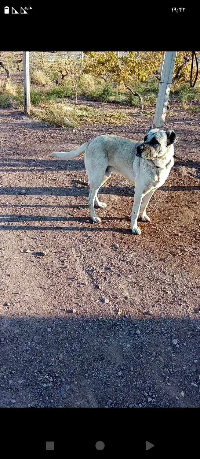 گمشده سرابی|حیوانات|جلفا, |دیوار