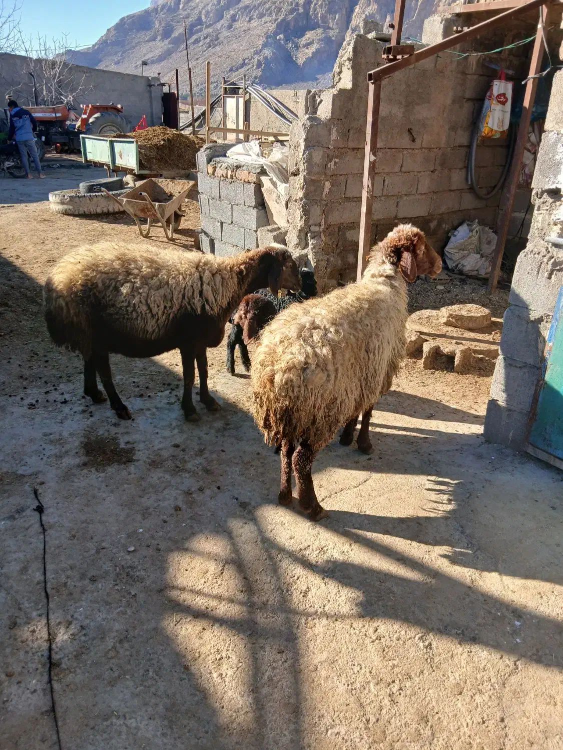 گوسفند میش و بره|حیوانات مزرعه|کرمانشاه, |دیوار