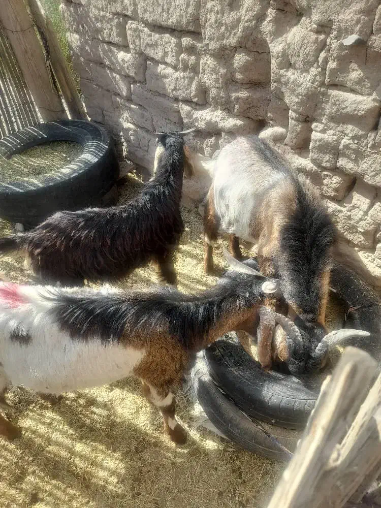 سه تا گیسه مایه دو قلو زا و یک بز و چهار تا چپش|حیوانات مزرعه|کهنوج, |دیوار