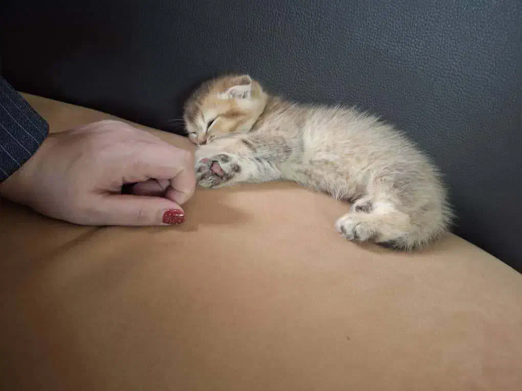 پیشی اسکاتیش فولد نر ۲ ماهه|گربه|تهران, کوی بیمه|دیوار