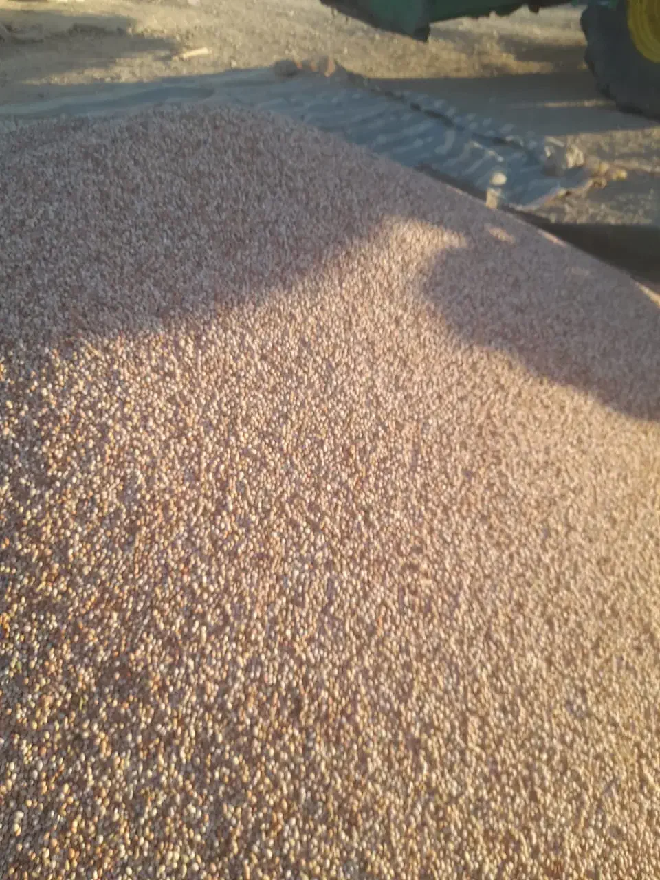 لوبیا چیتی|خوردنی و آشامیدنی|سمیرم, |دیوار