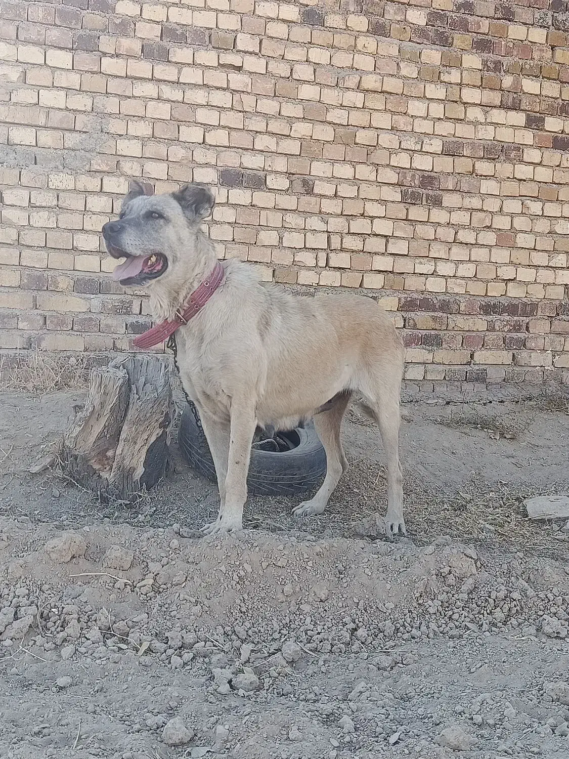 واگذاری ماده سرابی|سگ|اراک, |دیوار