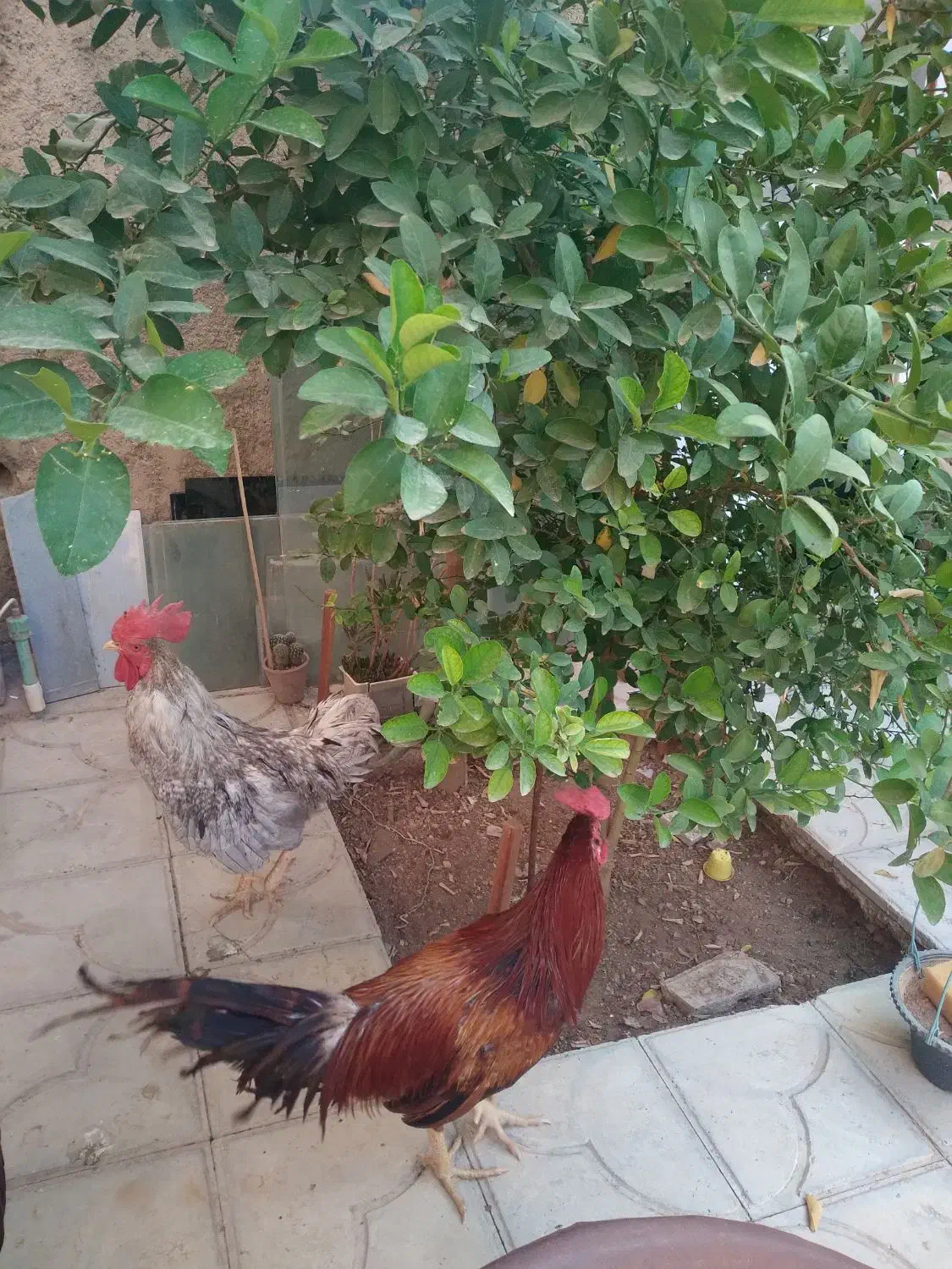 خروس و جوجه لاری|حیوانات مزرعه|شیراز, شهرک مهدی‌آباد|دیوار