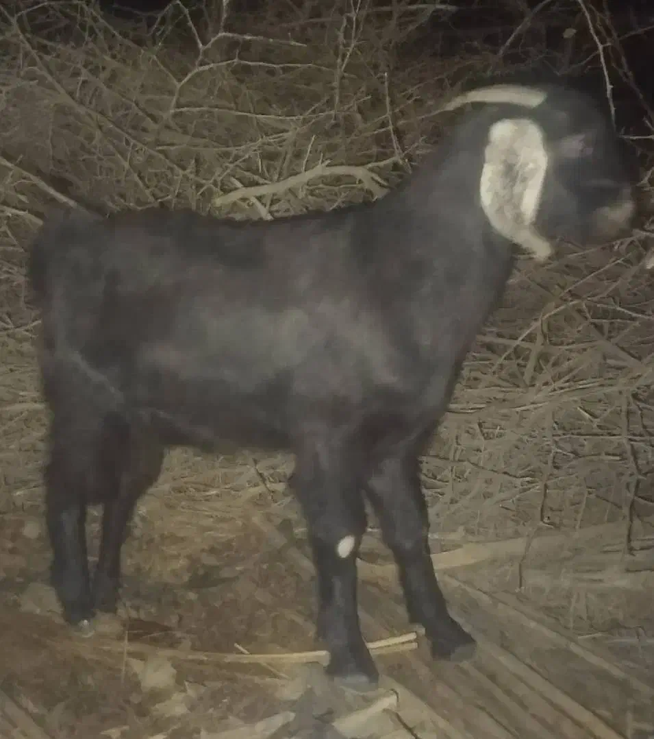 گوسفند فروشی منوجان|حیوانات مزرعه|منوجان, |دیوار