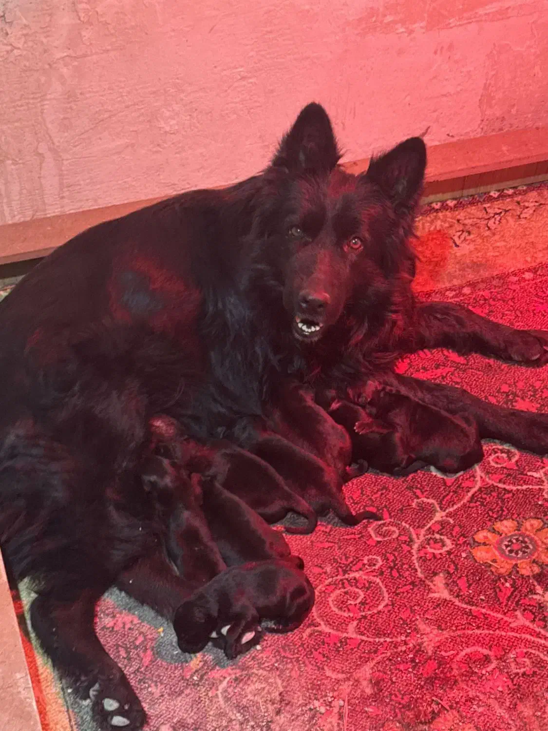 ماده ژرمن|سگ|قرچک, باقرآباد|دیوار