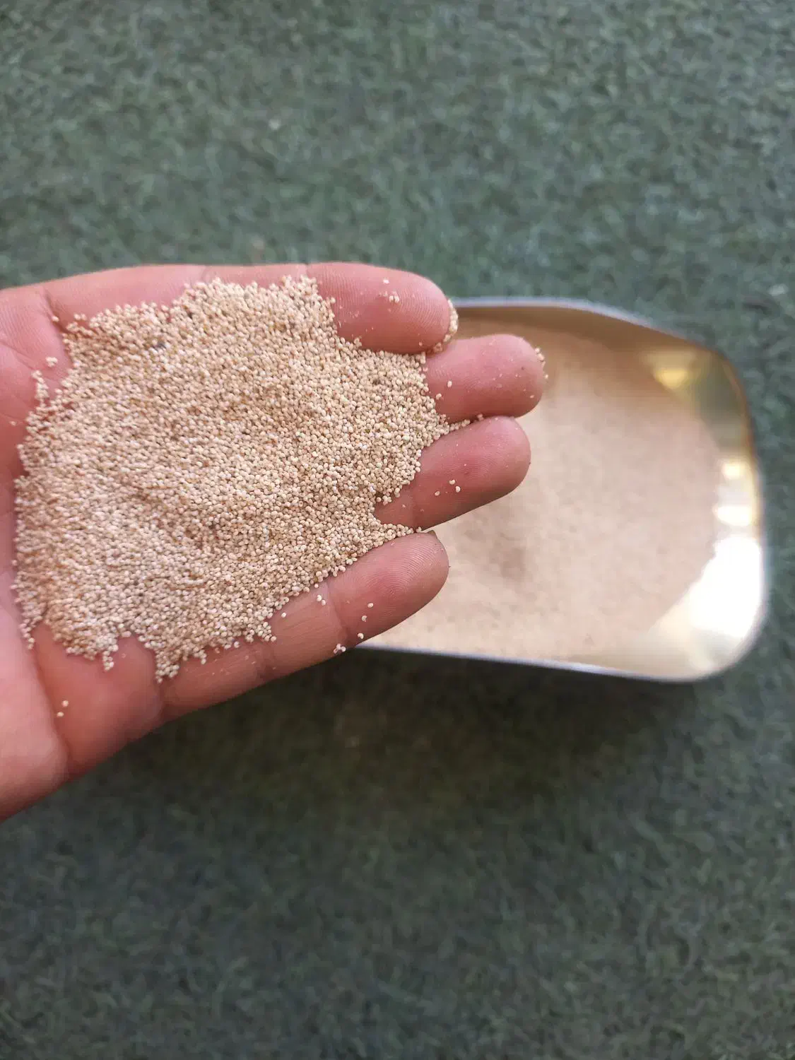 بذر گوجه ای|خدمات باغبانی و درختکاری|کوهدشت, |دیوار