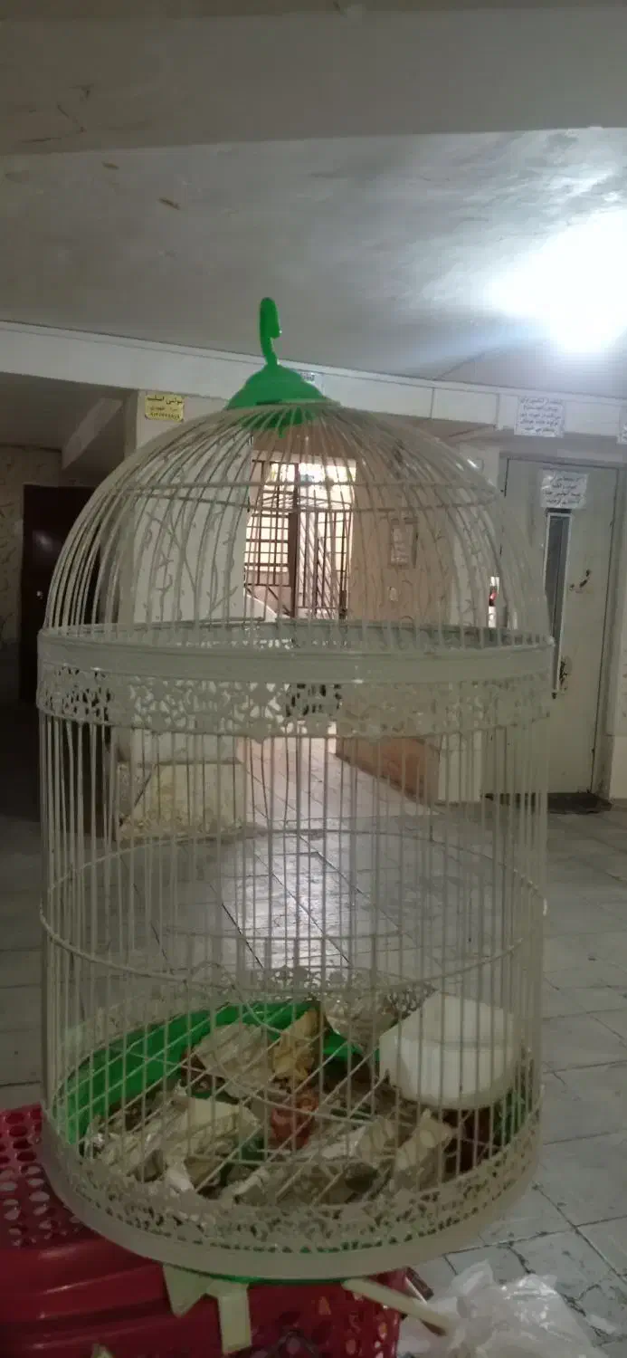 دوتا قفس پرنده ۸۰۰|لوازم جانبی حیوانات|هشتگرد, شهرک گلخانه|دیوار