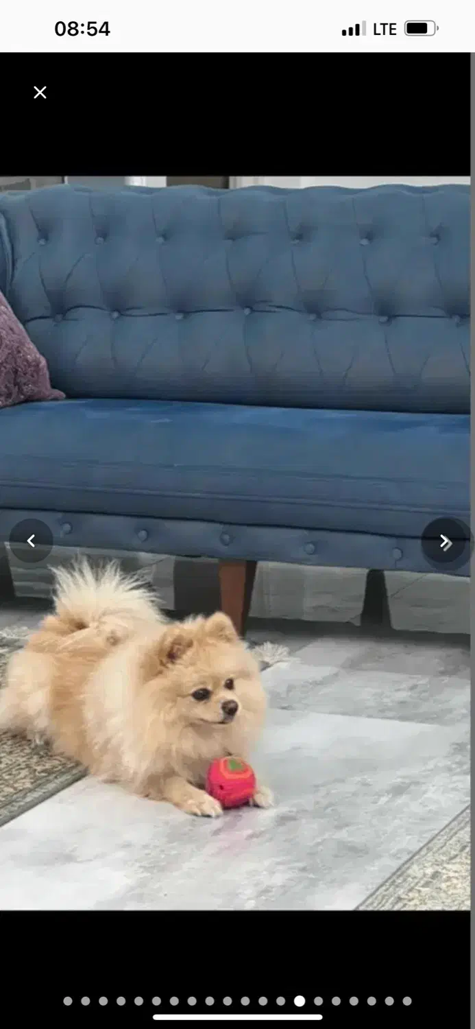 فروش سگ|سگ|رشت, دیلمان|دیوار