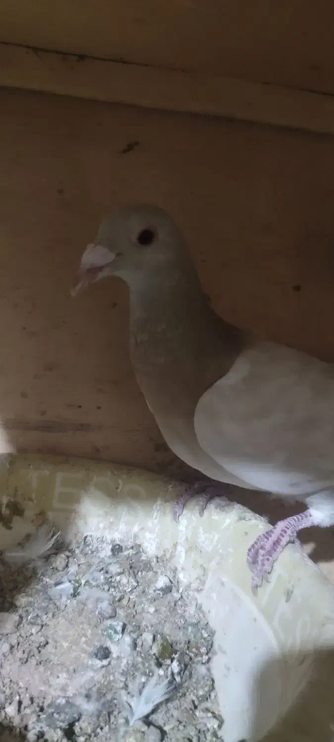 ماده خطی لیمویی|پرنده|شال, |دیوار