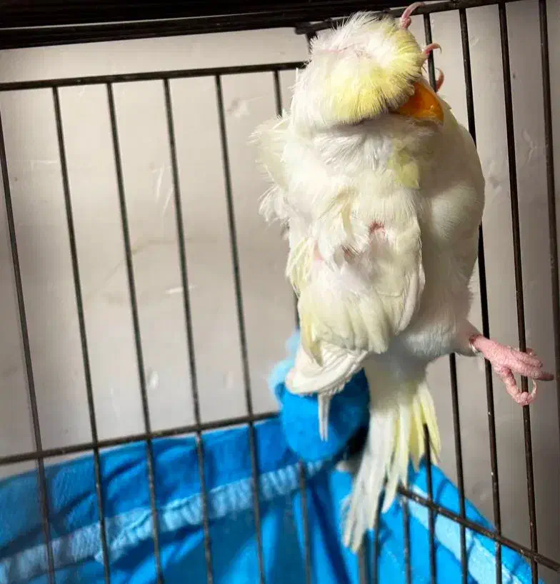 مرغ عشق پروانه‌ای فالو ماده|پرنده|بندر ماهشهر, |دیوار