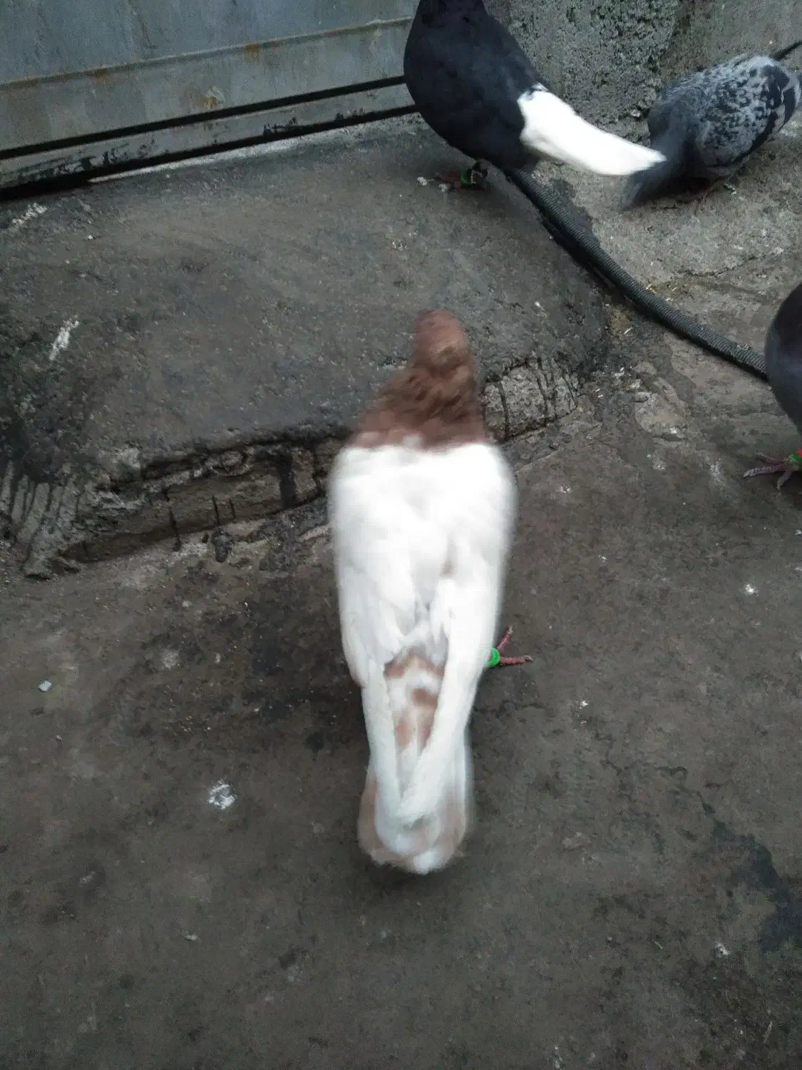 صید|پرنده|مشهد, رسالت|دیوار