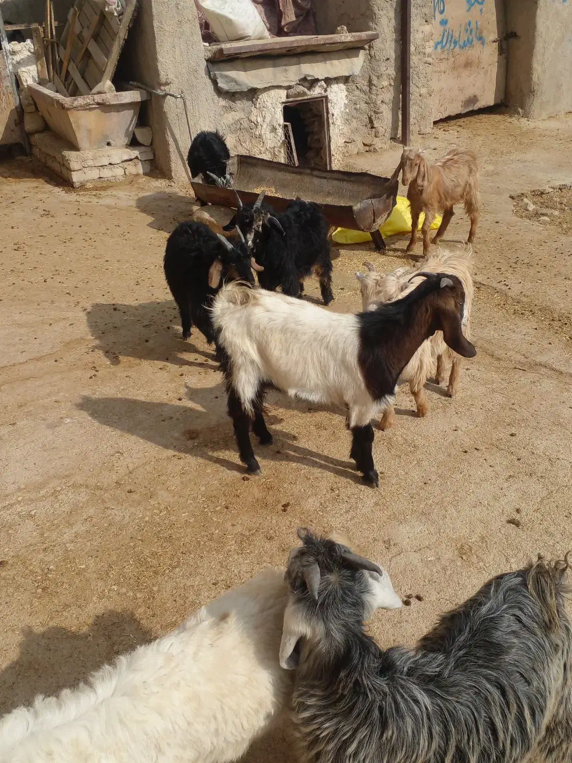 ۱۰ تا کهره نر و ماده|حیوانات مزرعه|کازرون, |دیوار