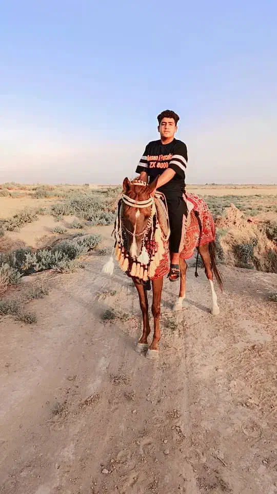 اسب|اسب و تجهیزات اسب‌سواری|دشت آزادگان, |دیوار