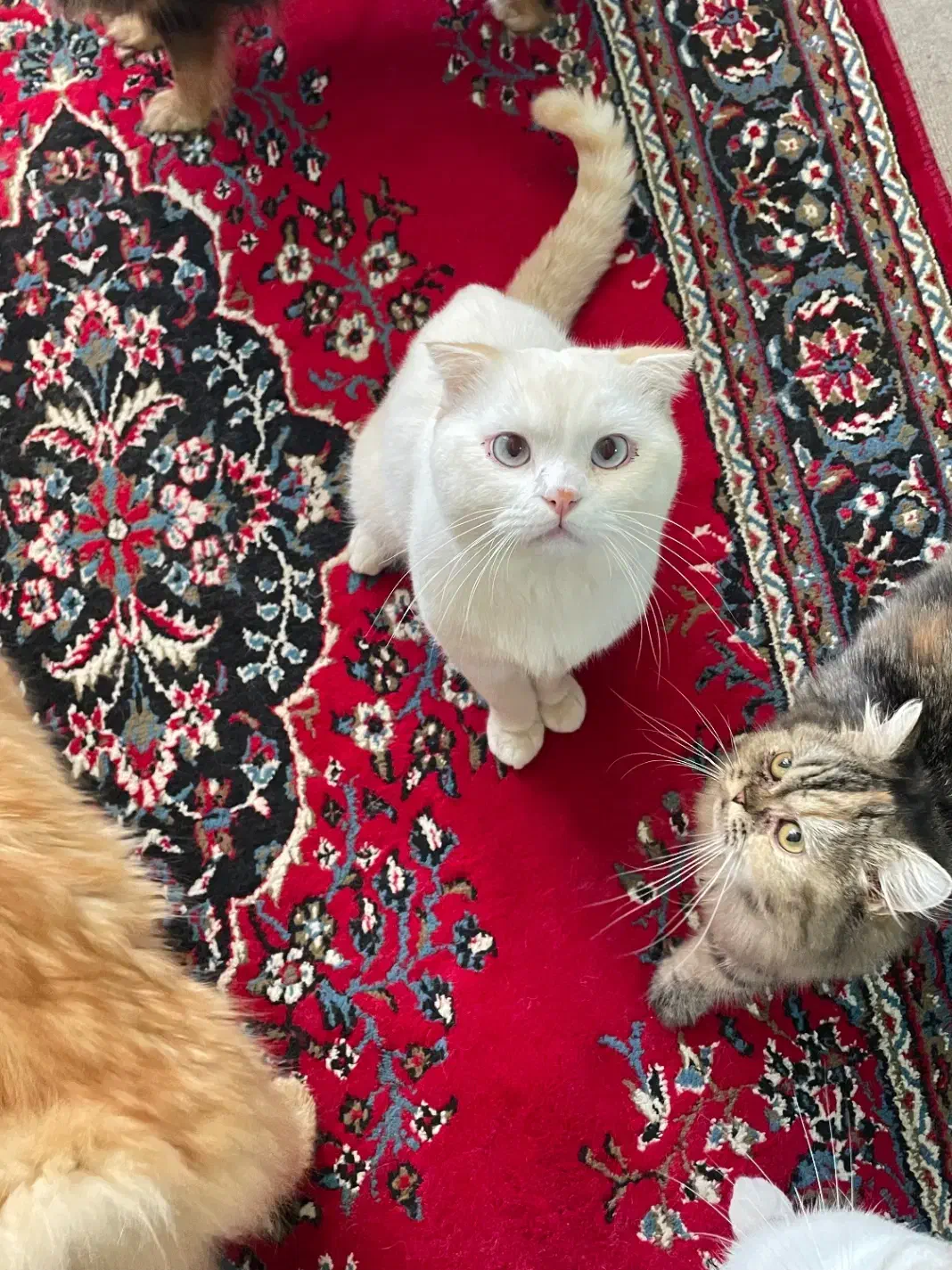 گربه اسکاتیش فولد نر چشم ابی|گربه|ساری, |دیوار