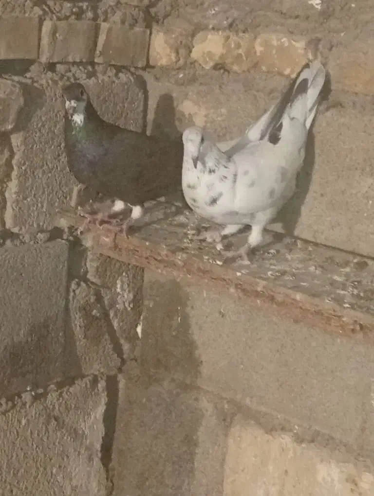 گرفتنی|پرنده|شوشتر, |دیوار